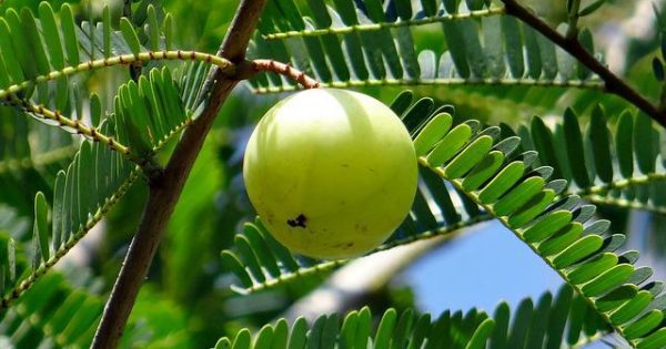 אבקת אמלה – אמלאקי, פרי האמלה