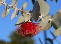 שמן אתרי אקליפטוס – Eucalyptus