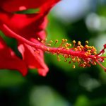 פרח היביסקוס, אבקת היביסקוס