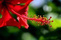פרח היביסקוס, אבקת היביסקוס